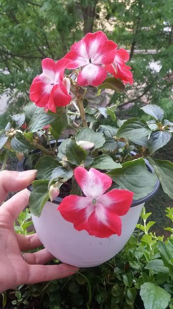  - Linişte şi flori