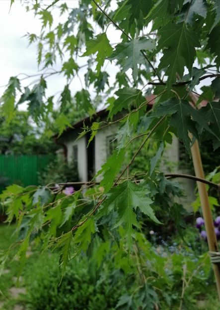  - 2021 feb martie aprilie mai