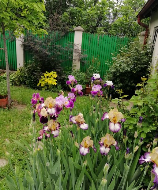  - 2021 feb martie aprilie mai