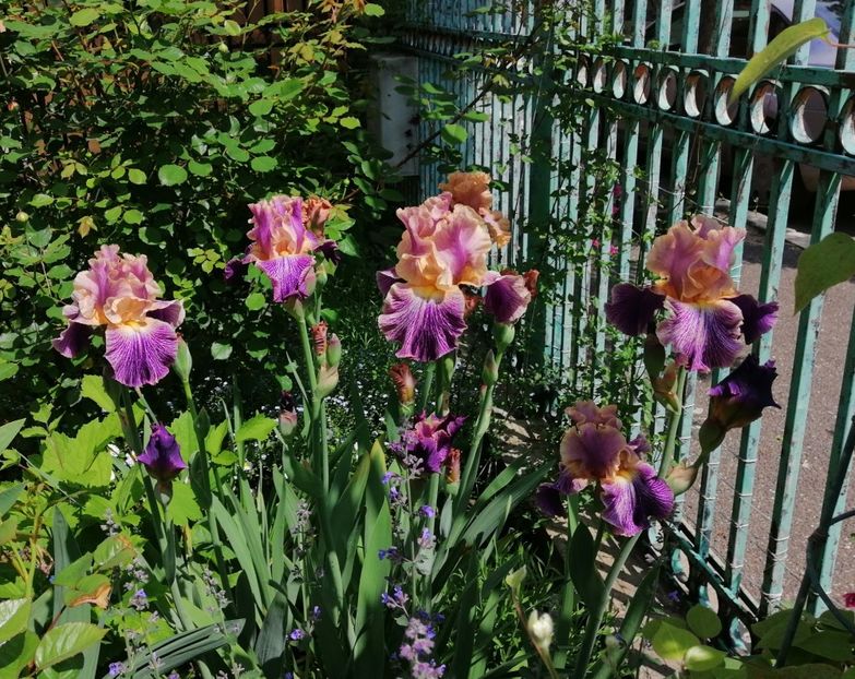  - 2021 feb martie aprilie mai