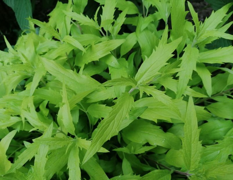  - 2021 feb martie aprilie mai