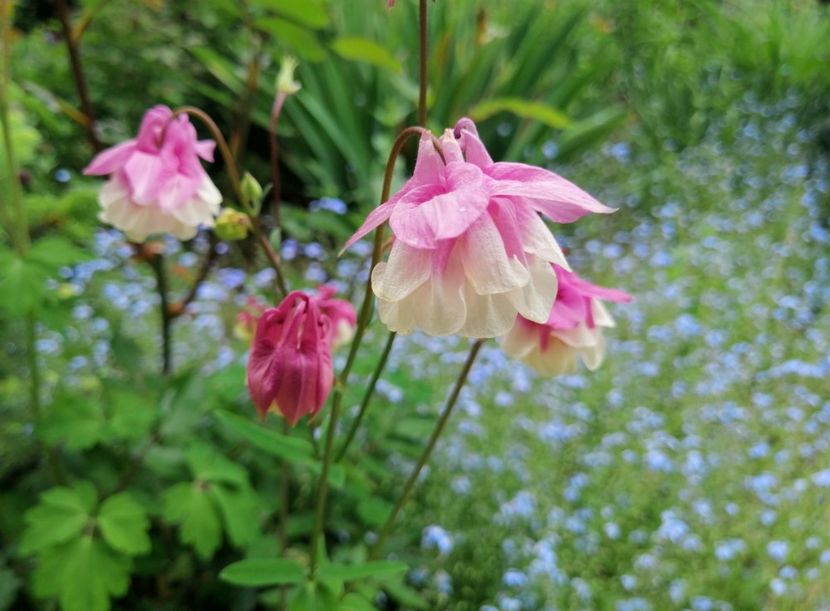  - 2021 feb martie aprilie mai