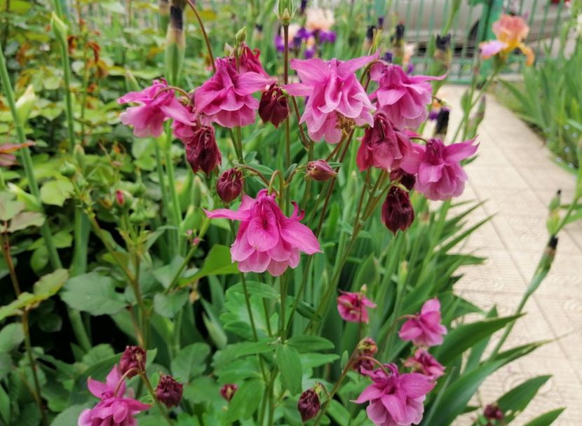  - 2021 feb martie aprilie mai