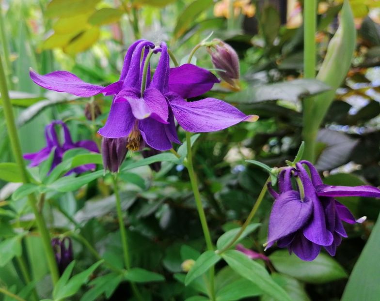  - 2021 feb martie aprilie mai