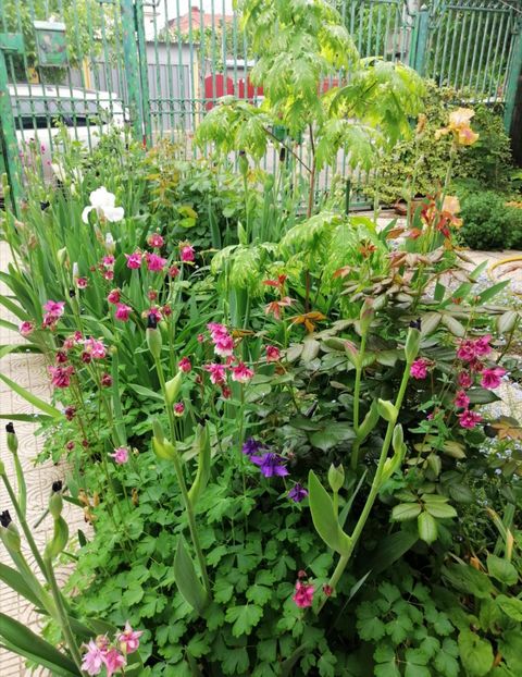  - 2021 feb martie aprilie mai