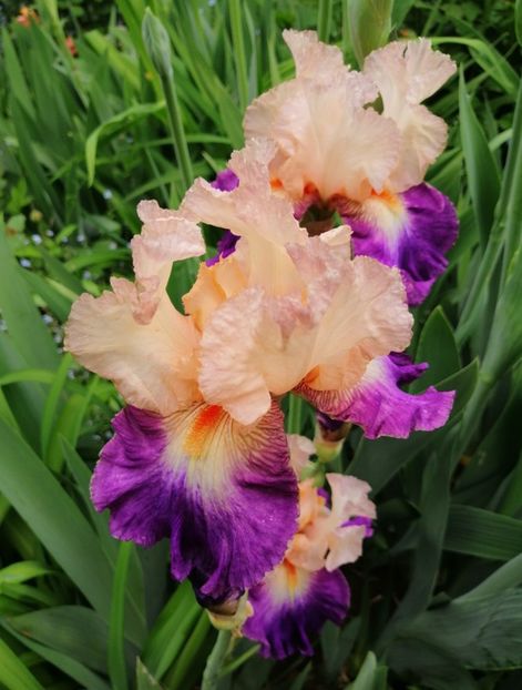  - 2021 feb martie aprilie mai