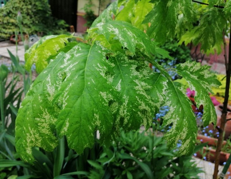  - 2021 feb martie aprilie mai