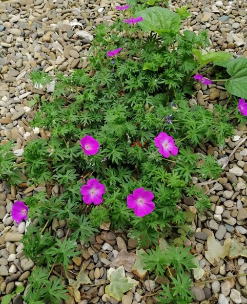  - 2021 feb martie aprilie mai