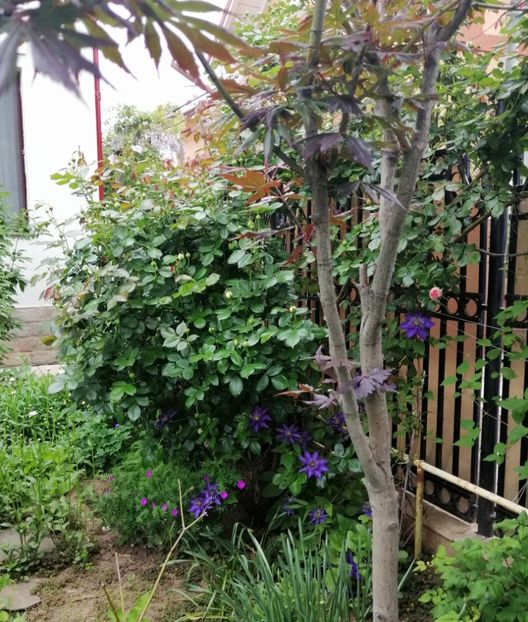  - 2021 feb martie aprilie mai