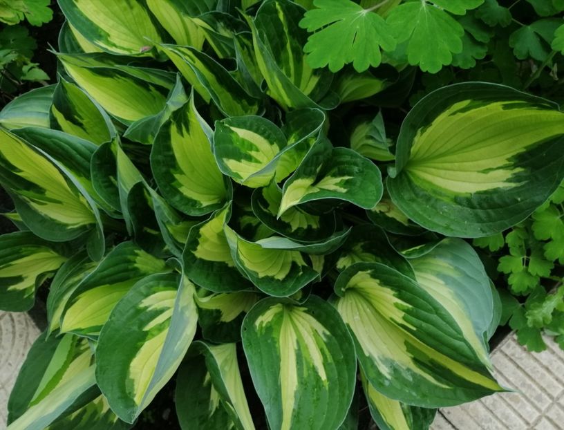  - 2021 feb martie aprilie mai