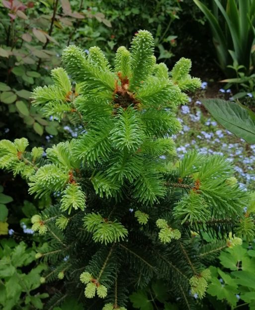  - 2021 feb martie aprilie mai