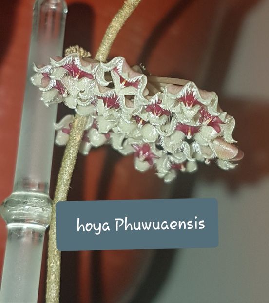  - Phuwuaensis