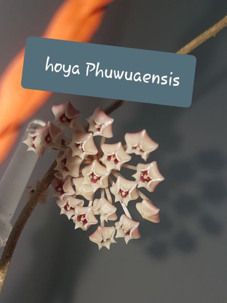  - Phuwuaensis