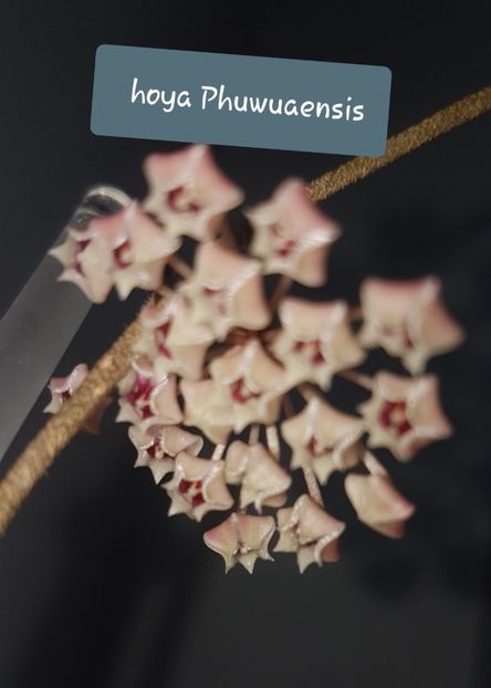  - Phuwuaensis