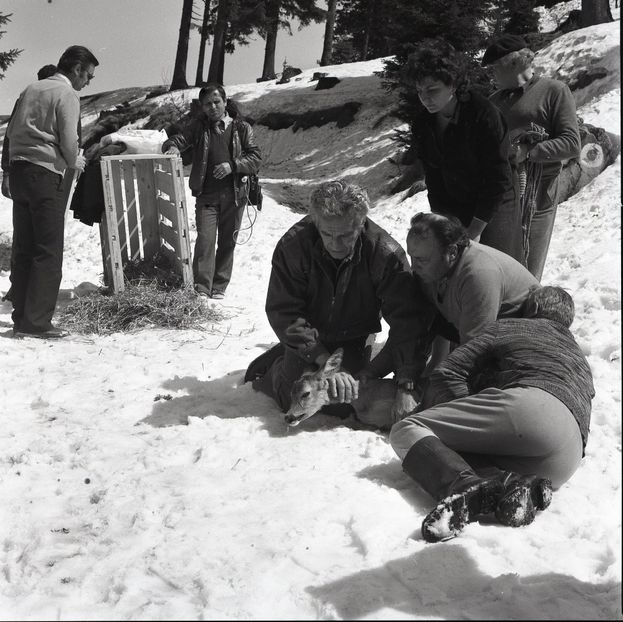 Ciuleandra - Ciuleandra 1985