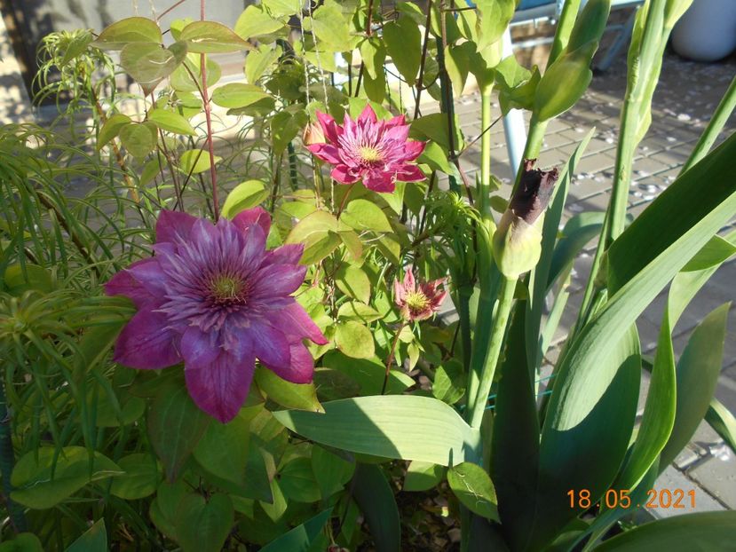 Kaizer - 02 Clematite 2021