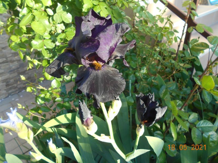 Old Black Magic - 02 Irisi 2021