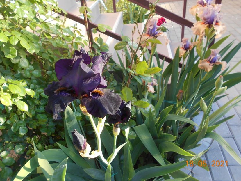 Old Black Magic - 02 Irisi 2021