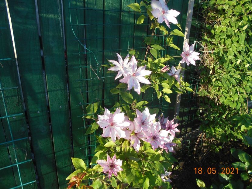 Omoshiro - 02 Clematite 2021