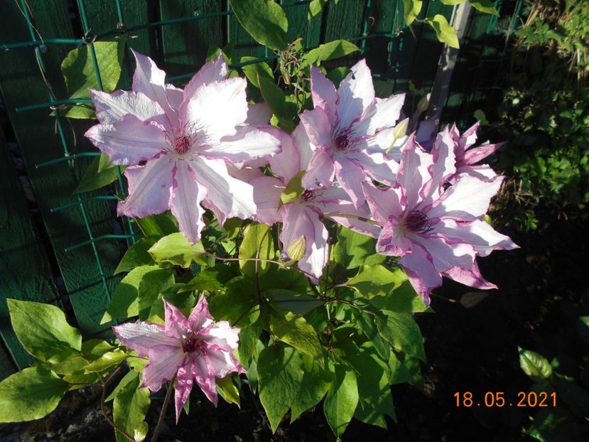  - 02 Clematite 2021