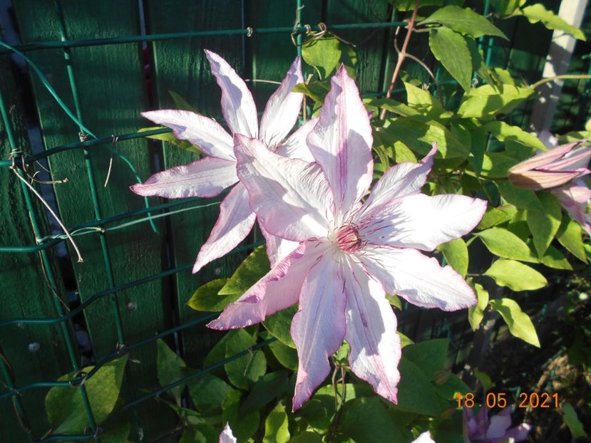  - 02 Clematite 2021