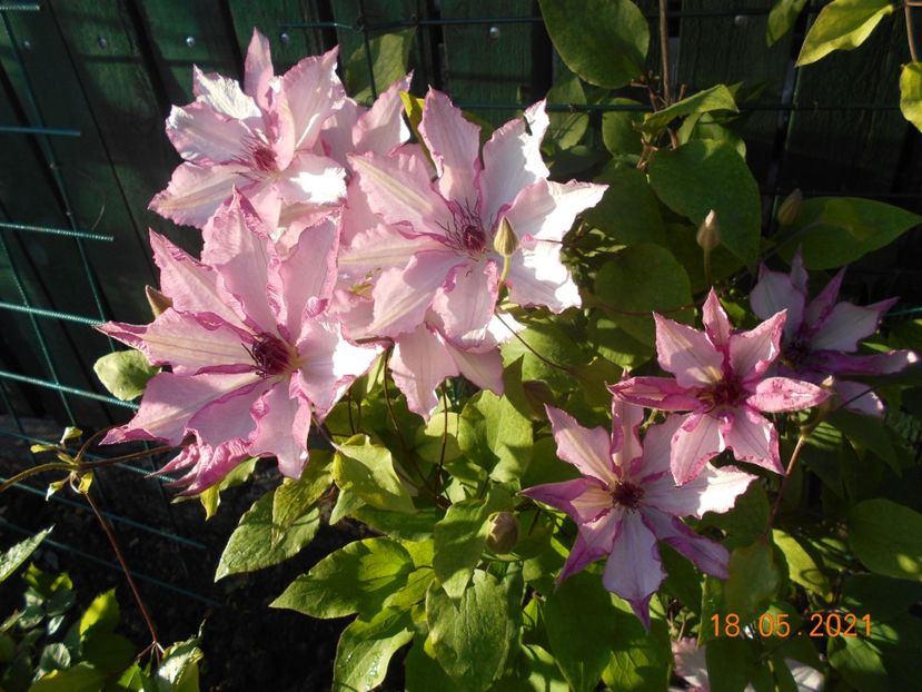  - 02 Clematite 2021