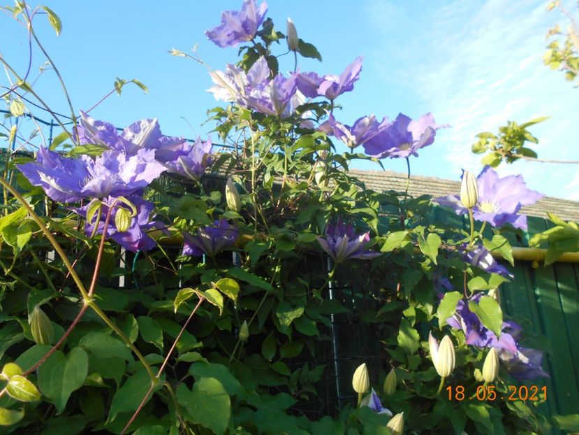  - 02 Clematite 2021