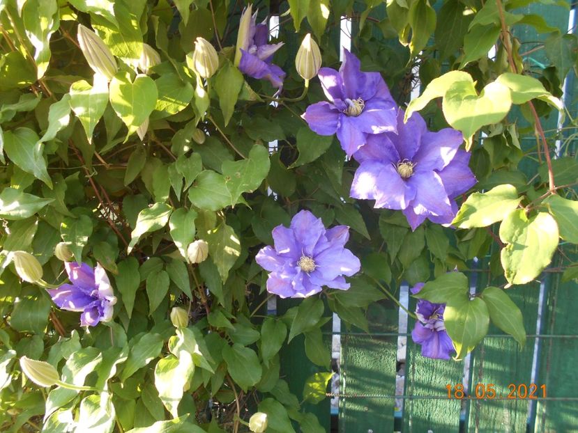  - 02 Clematite 2021