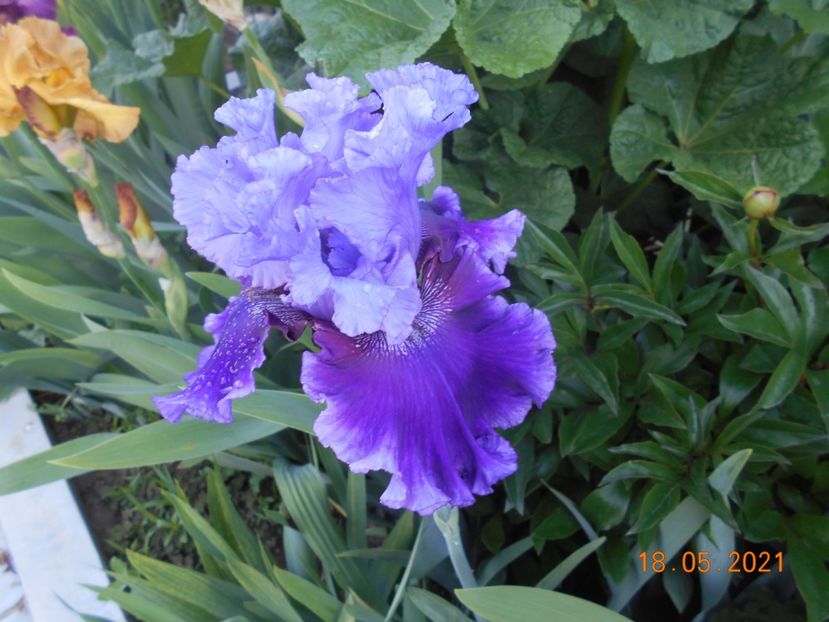 Wicked Woman - 02 Irisi 2021