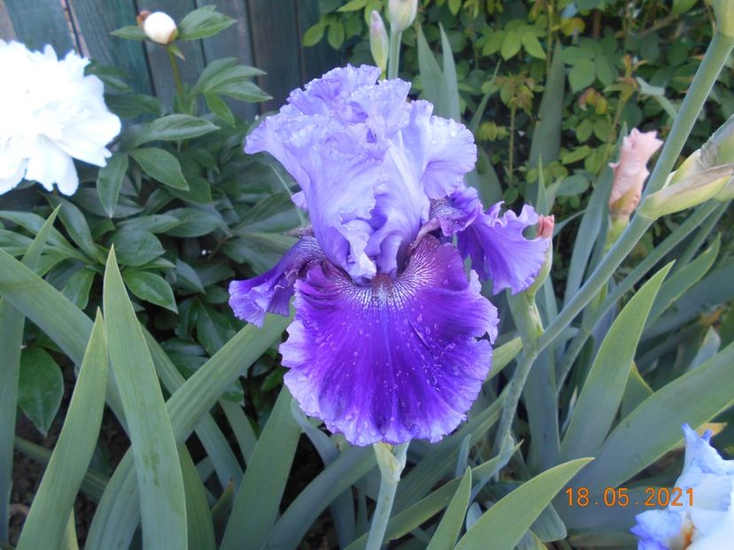 Wiked Woman - 02 Irisi 2021