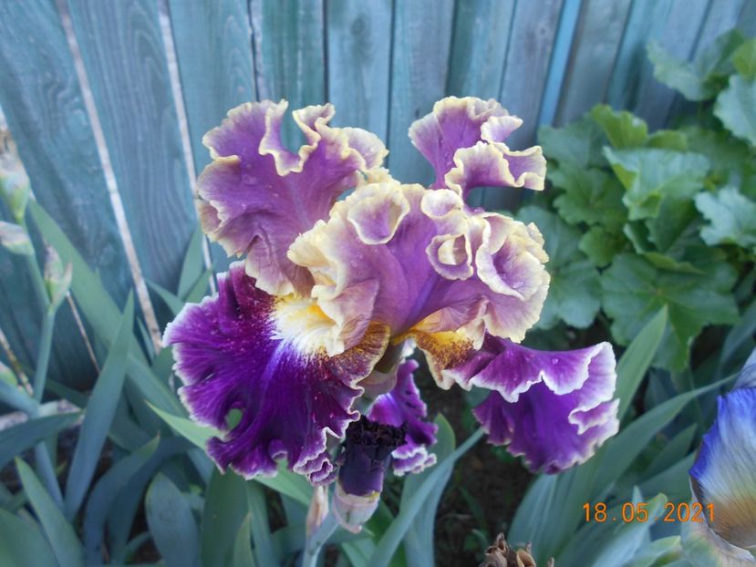 Montmartre - 02 Irisi 2021