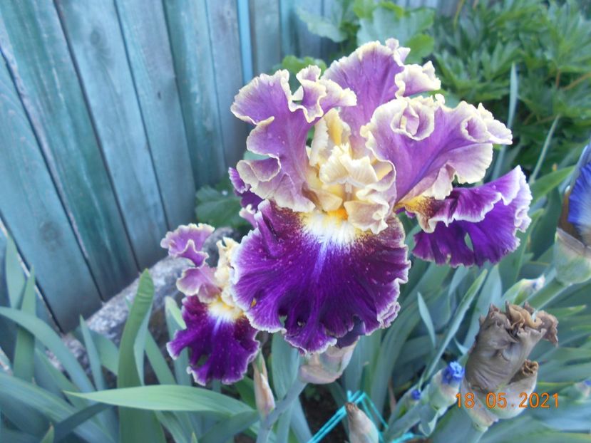 Montmartre - 02 Irisi 2021