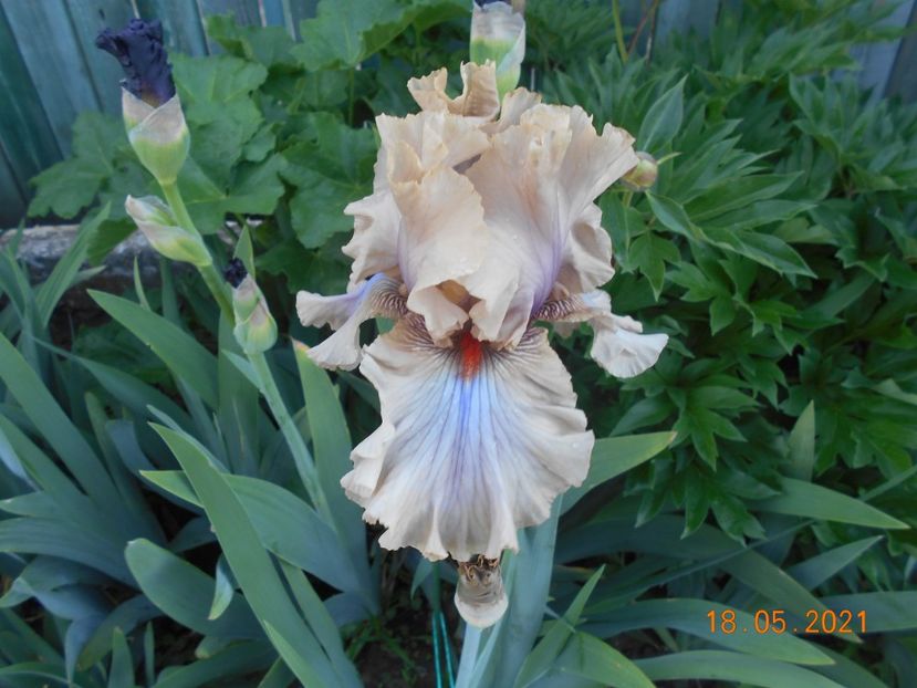 Coffe Trade - 02 Irisi 2021