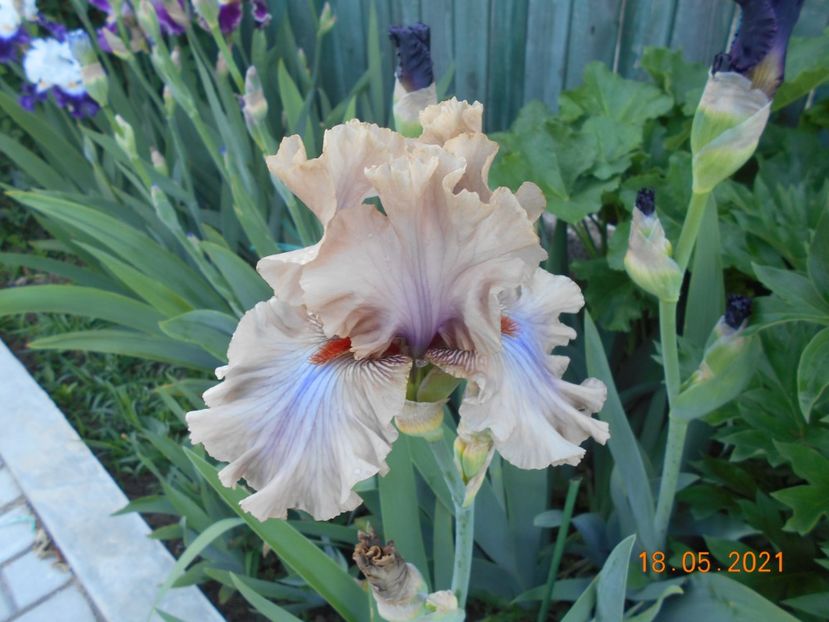 Coffe Trade - 02 Irisi 2021