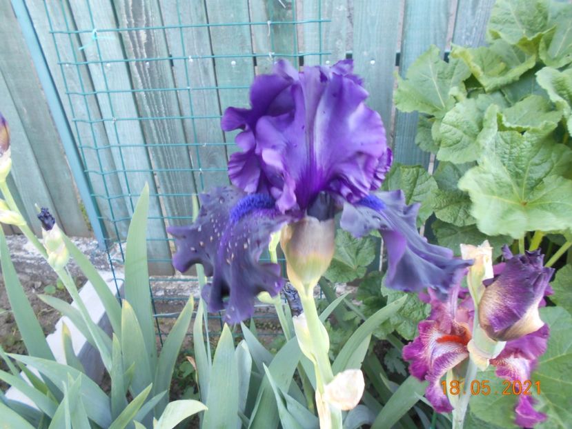 Ghost Train - 02 Irisi 2021