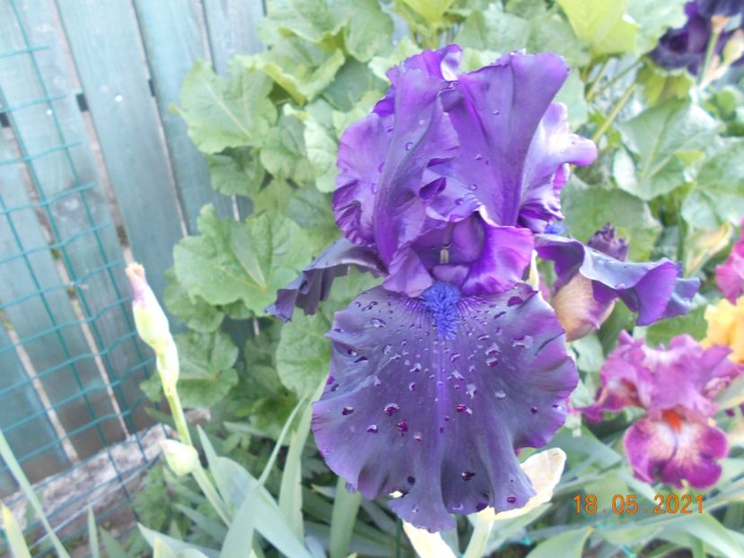 Ghost Train - 02 Irisi 2021