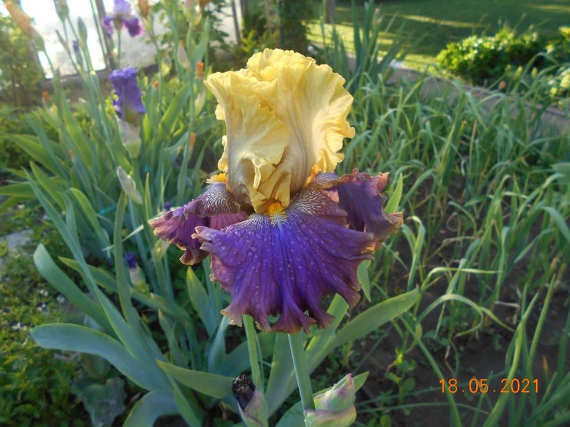 Garden Pleasure - 02 Irisi 2021