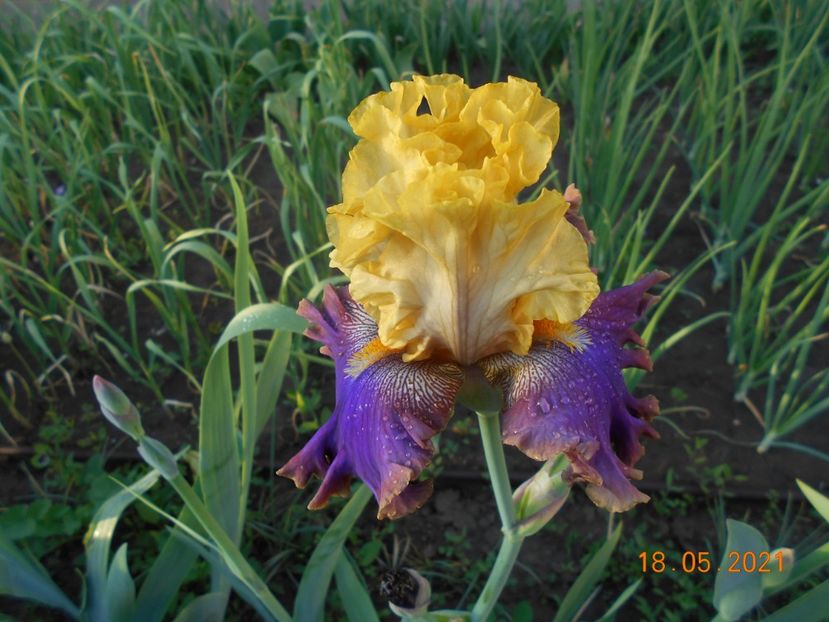 Garden Pleasure - 02 Irisi 2021