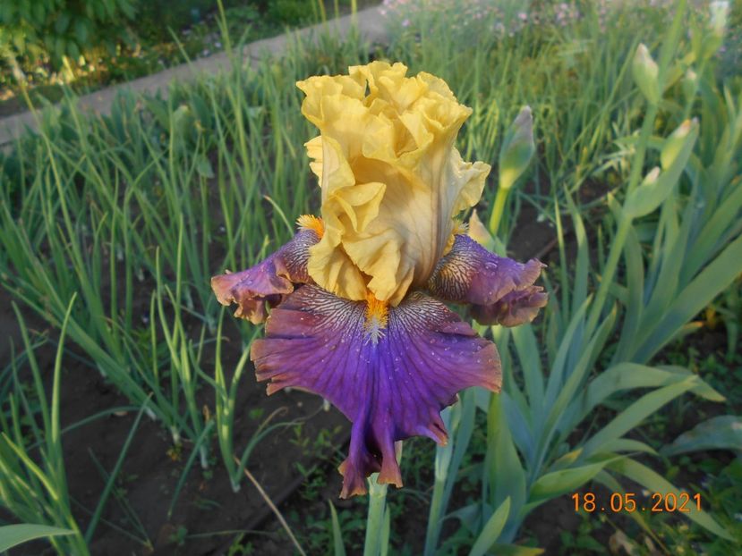 Garden Pleasure - 02 Irisi 2021