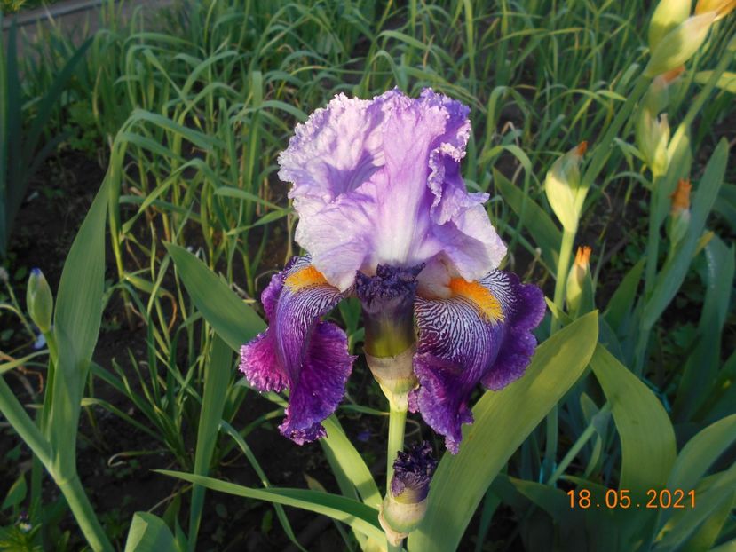 Arabela - 02 Irisi 2021