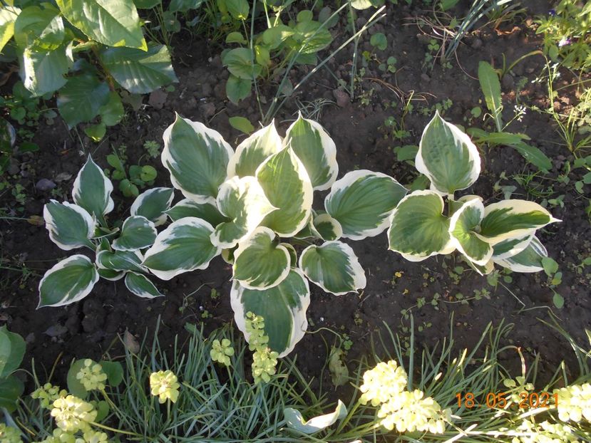  - 02 Azalee-rhododendroni-heleborusi-hortensii-hoste 2021