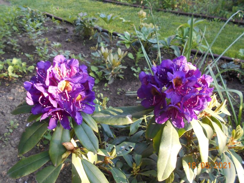  - 02 Azalee-rhododendroni-heleborusi-hortensii-hoste 2021