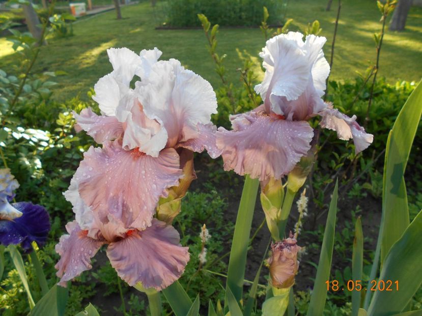 I m Dreaming - 02 Irisi 2021