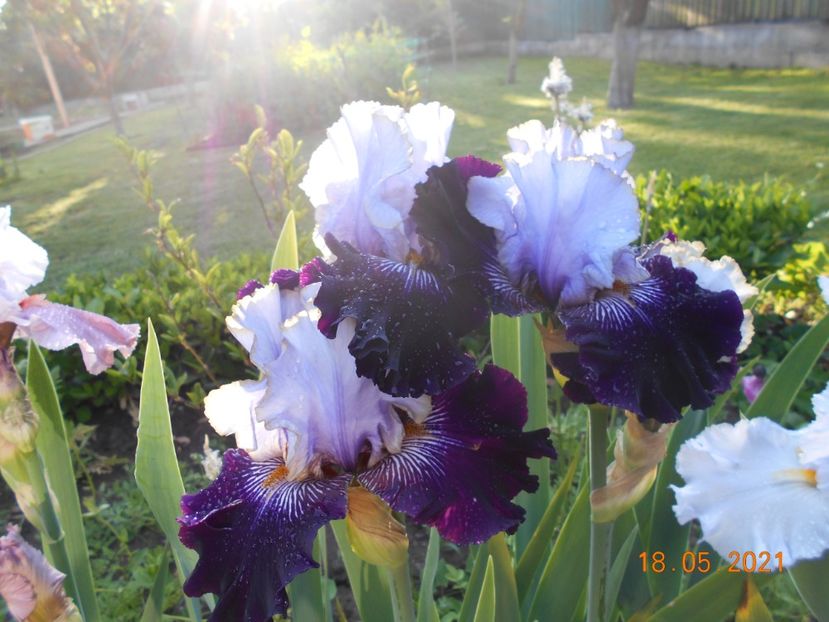 Julisz Slovacki - 02 Irisi 2021