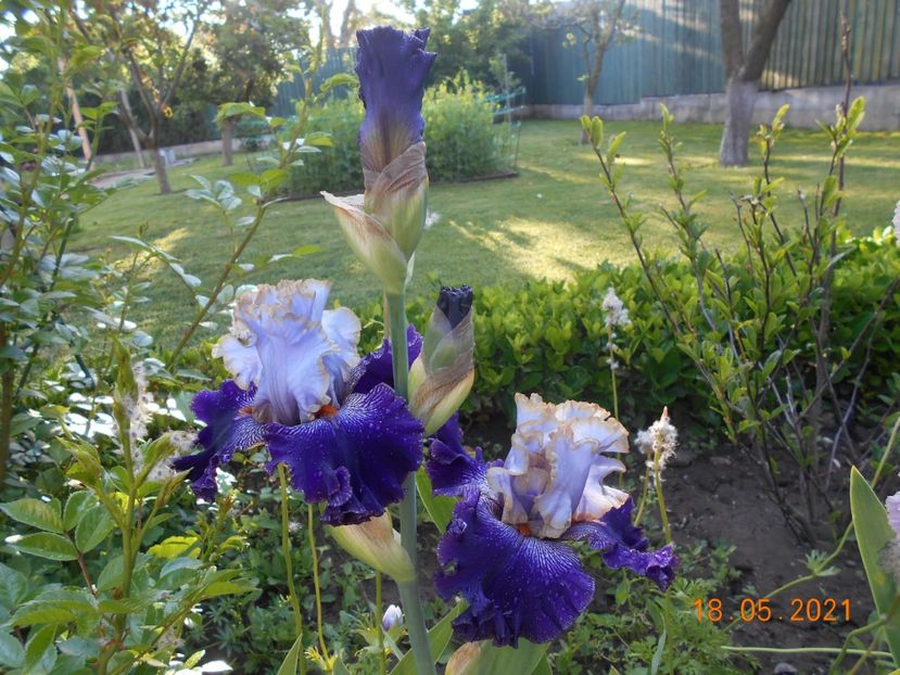 Bratislavan Prince - 02 Irisi 2021