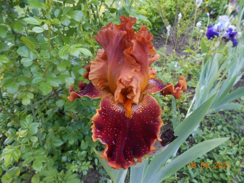 Copatonic - 02 Irisi 2021