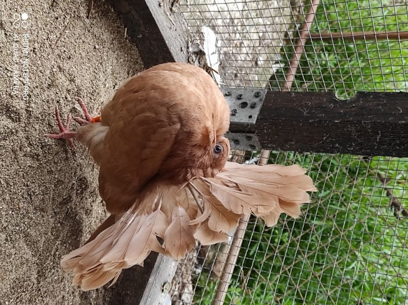  - Voltati galbeni Almond linia Noua