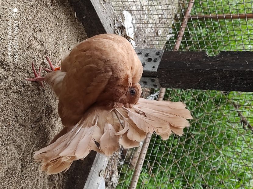  - Voltati galbeni Almond linia Noua