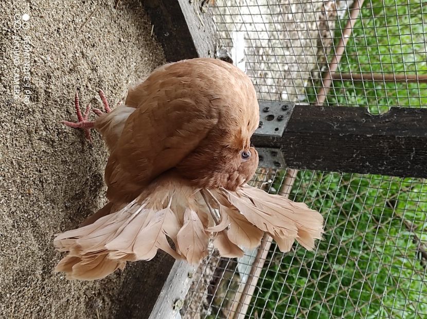  - Voltati galbeni Almond linia Noua