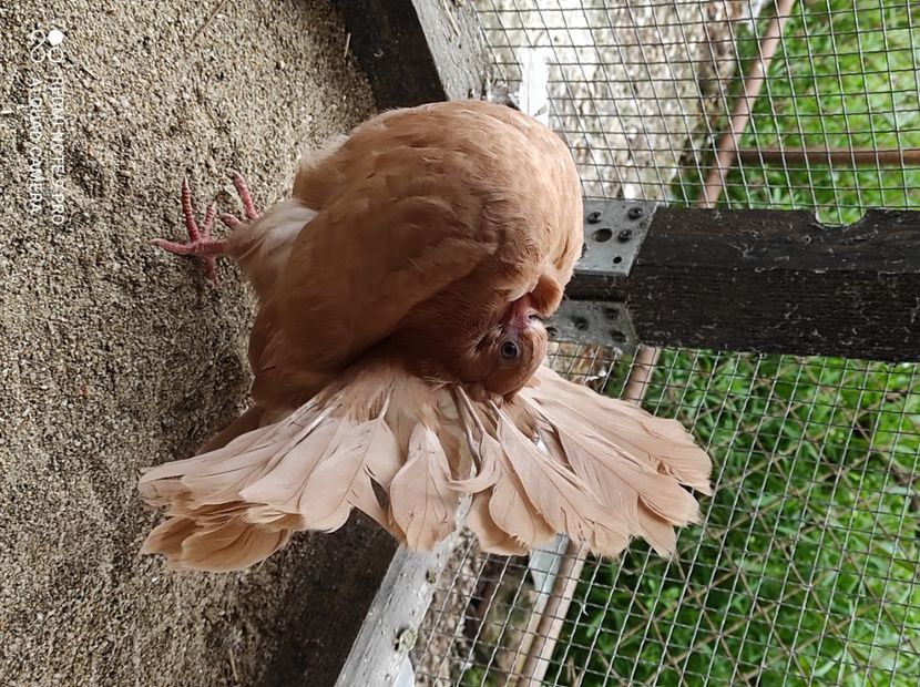  - Voltati galbeni Almond linia Noua